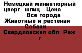 Немецкий миниатюрный(цверг) шпиц › Цена ­ 50 000 - Все города Животные и растения » Собаки   . Свердловская обл.,Реж г.